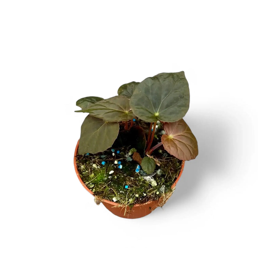Begonia Pavonina potted plant in nursery pot on white background.