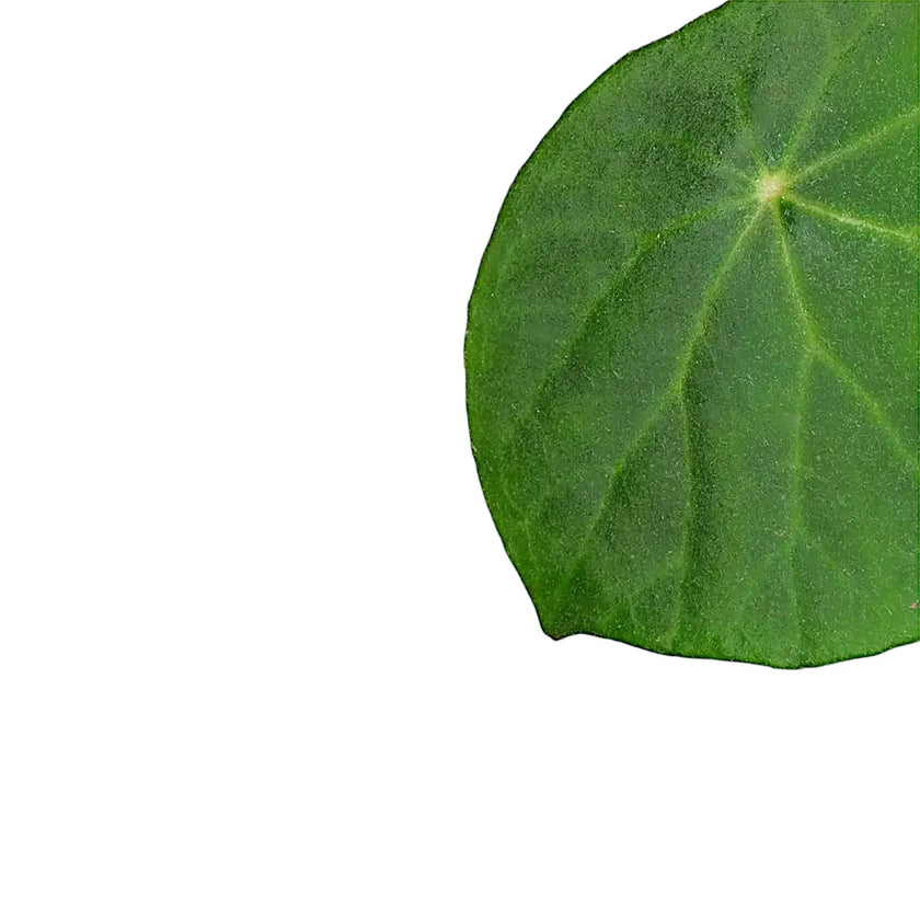 Begonia peltata close-up of leaf on white background.