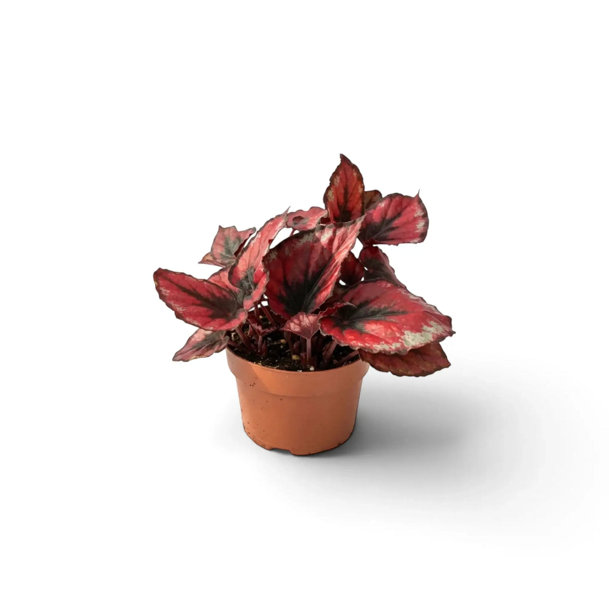 Baby Begonia ‘Red Kiss’ showing rounded foliage with red centres, silver highlights and dark margins
