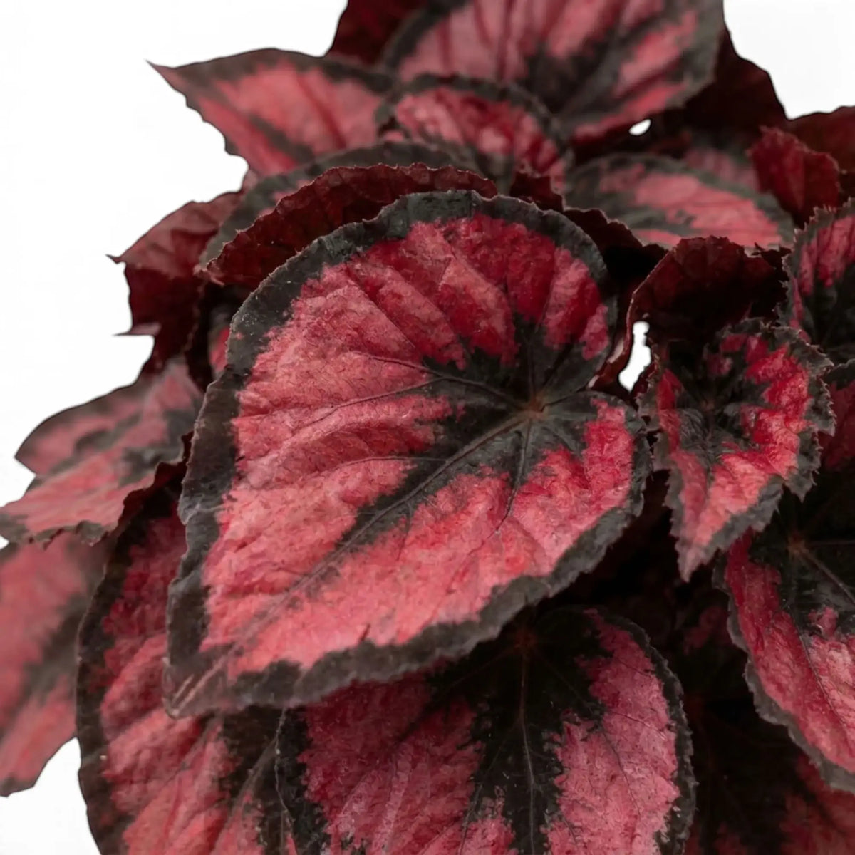 Close-up of Begonia ‘Red Kiss’ leaf with metallic red centre, silver-grey highlights and dark margin