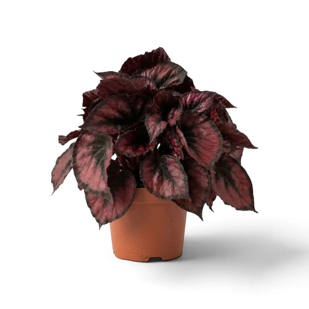 Begonia ‘Red Kiss’ in a nursery pot, with dense low growth, rounded red leaves, silver-grey markings and dark margins