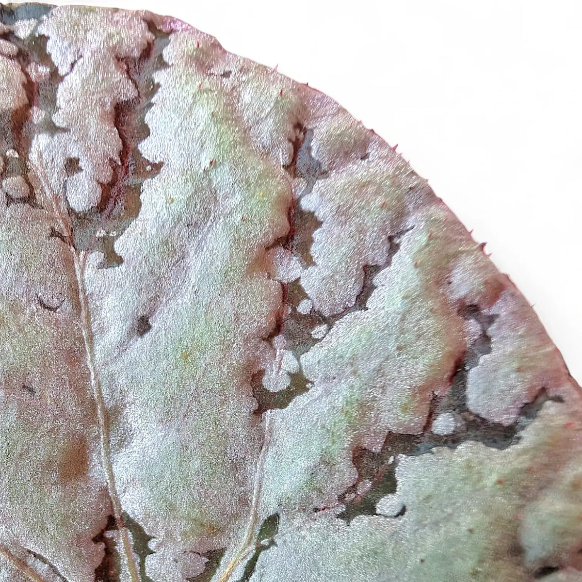Begonia rex 'Chayo' – Zimmerpflanze im Kulturtopf auf weißem Hintergrund, Produktfoto 7.
