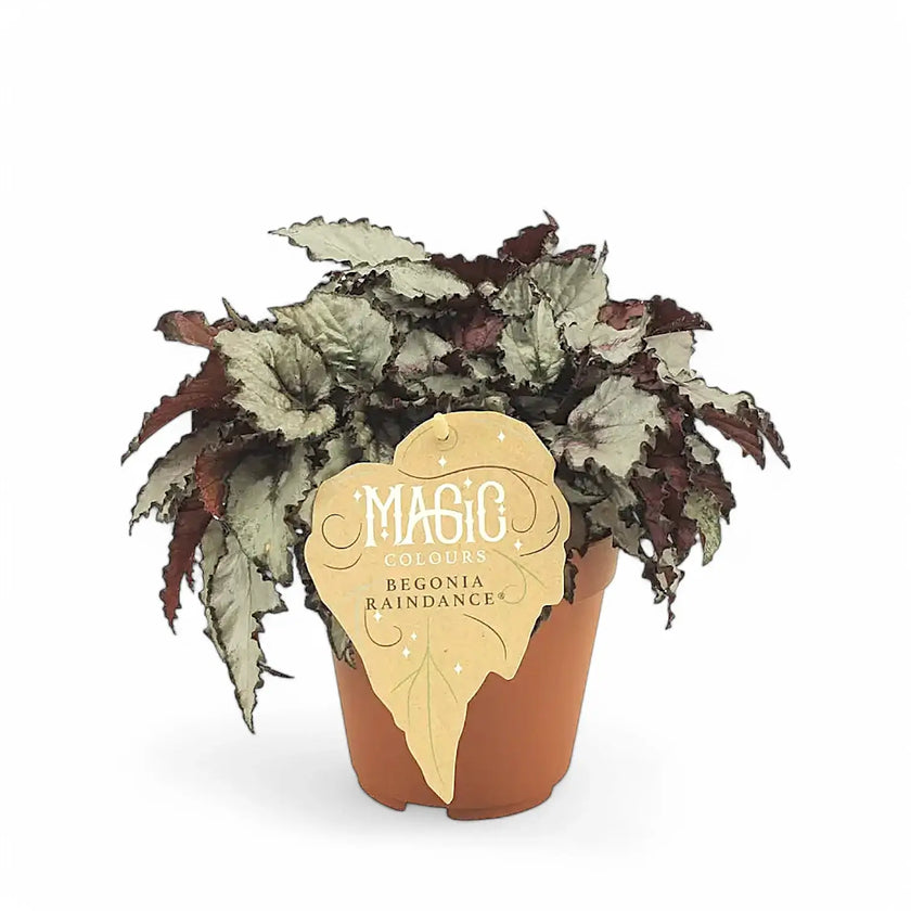 Begonia rex 'Raindance' Zimmerpflanze im Anzuchttopf vor weißem Hintergrund, Produktfoto 2.