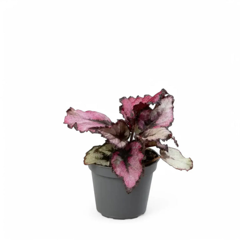 Begonia rex 'Red Heart' Zimmerpflanze im Anzuchttopf vor weißem Hintergrund, Produktfoto 2.