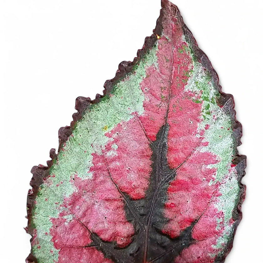 Begonia rex 'Red Tango' – Blattdetail vor weißem Hintergrund..