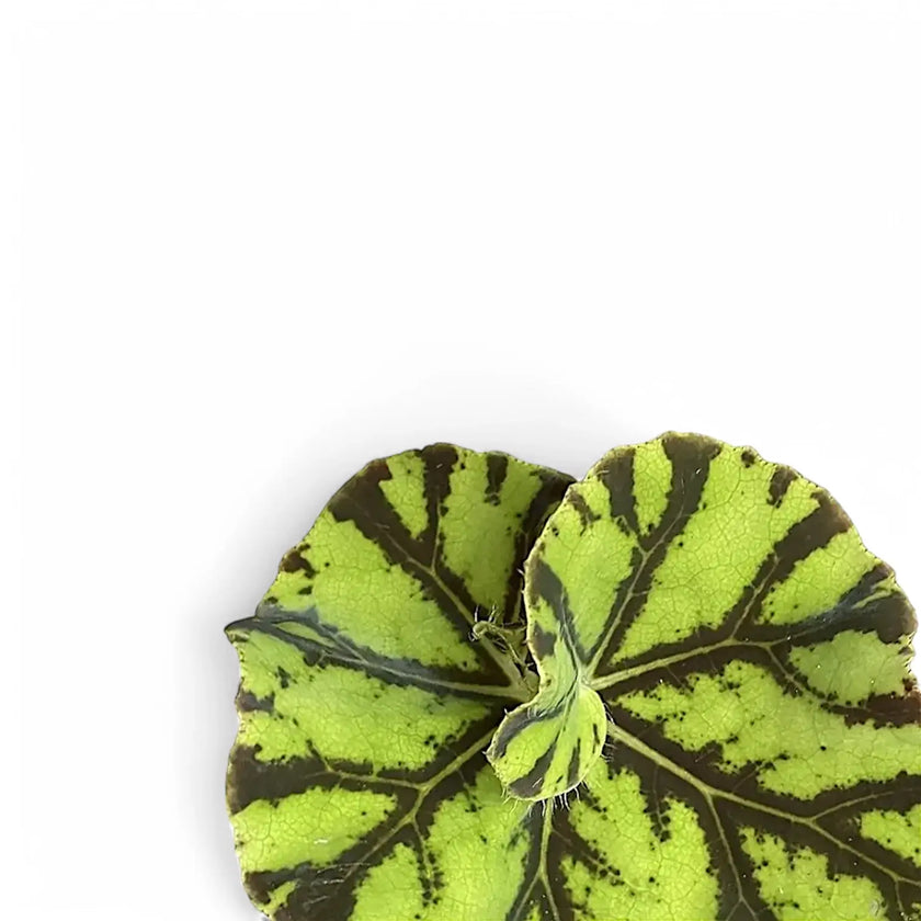 Begonia rex 'Zumba' leaf close-up on white background.