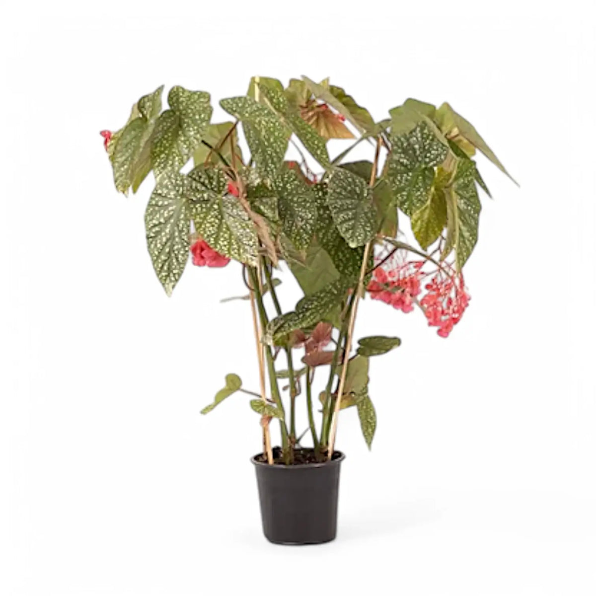 Begonia 'Snow Capped' Zimmerpflanze im Anzuchttopf vor weißem Hintergrund, Produktfoto 2.