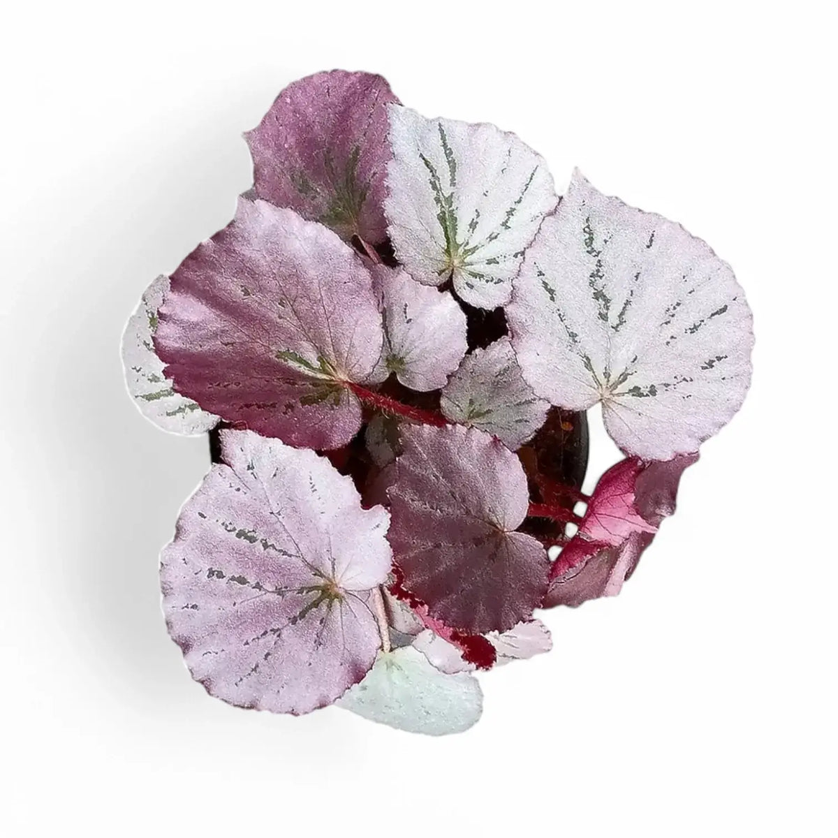 Begonia sp. U192 'Martin's Mystery' Zimmerpflanze im Anzuchttopf vor weißem Hintergrund, Produktfoto 2.