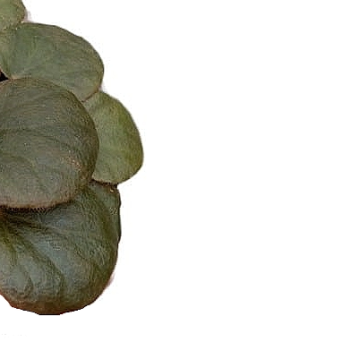Begonia subnummularifolia leaf close-up on white background.