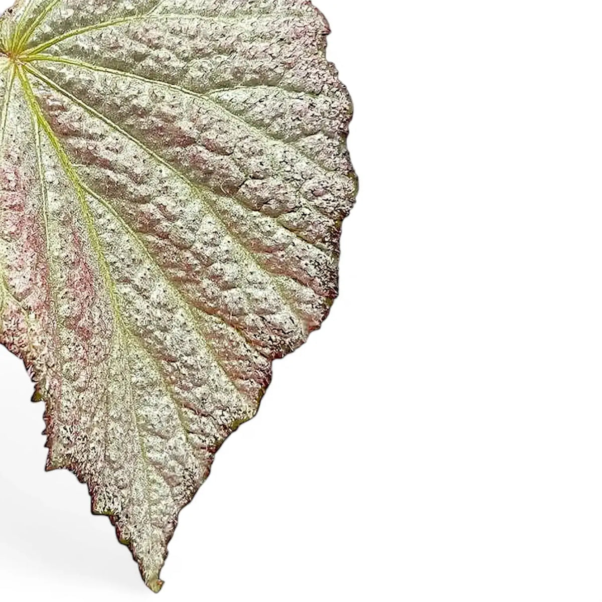 Begonia 'Two Face' – Blattdetail vor weißem Hintergrund..