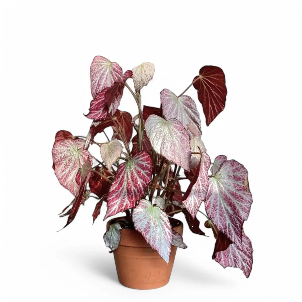 Begonia 'Two Face' Zimmerpflanze im Anzuchttopf vor weißem Hintergrund, Produktfoto 3.
