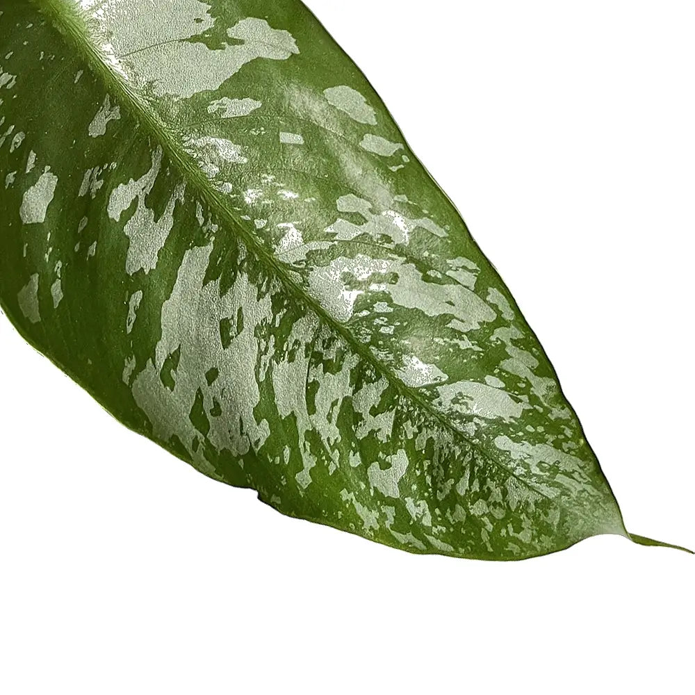 Schismatoglottis scortechinii – Blattdetail vor weißem Hintergrund..