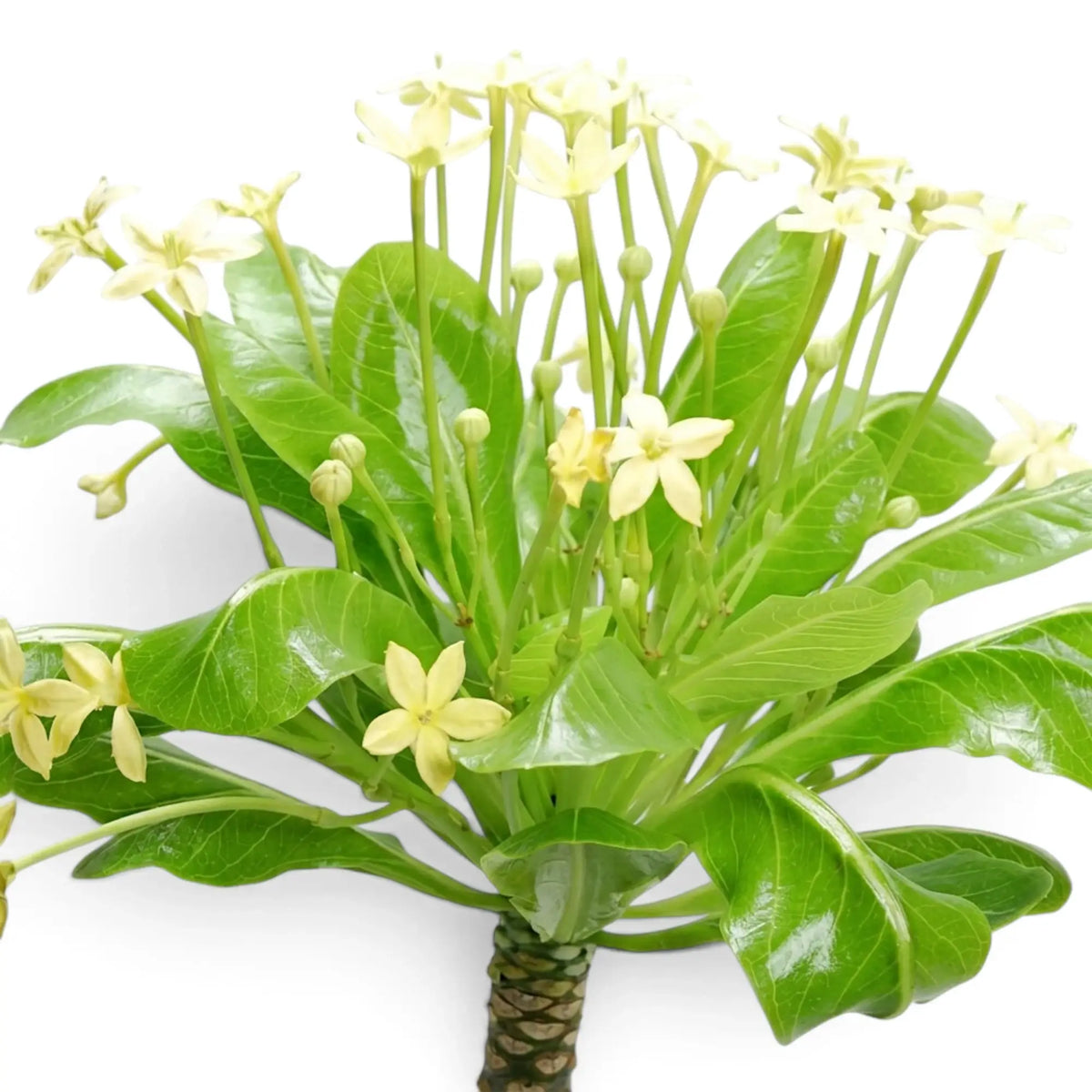 Close-up of flowering Brighamia insignis with pale yellow trumpet-shaped blooms