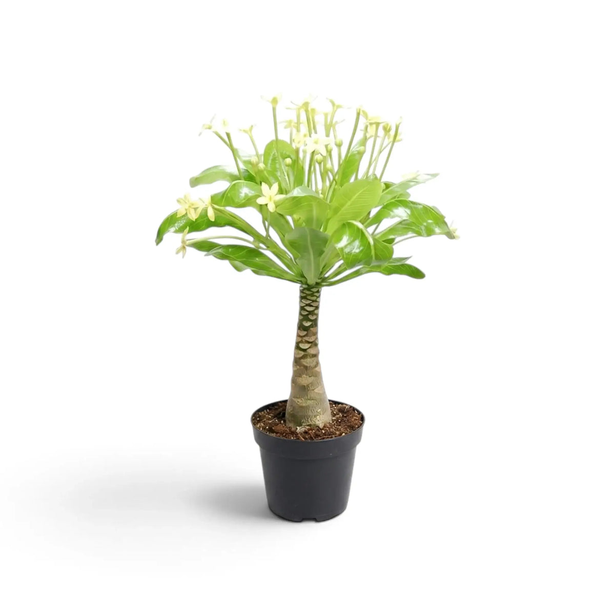 Flowering Brighamia insignis Hawaiian palm in a black nursery pot