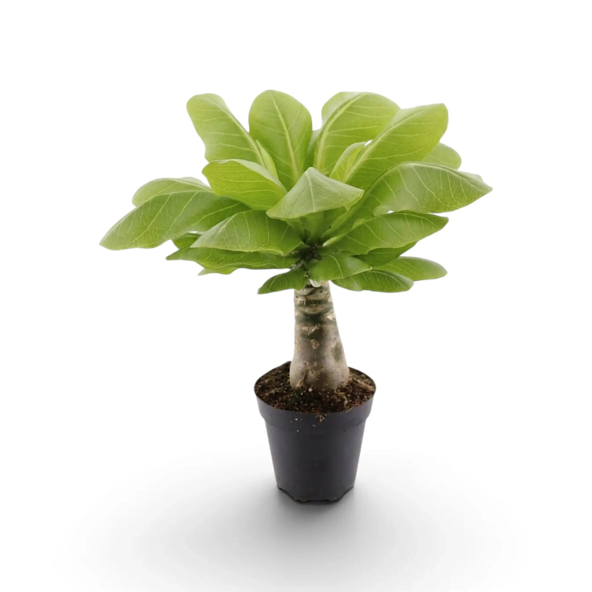 Front view of potted Brighamia insignis with a dense crown of leaves