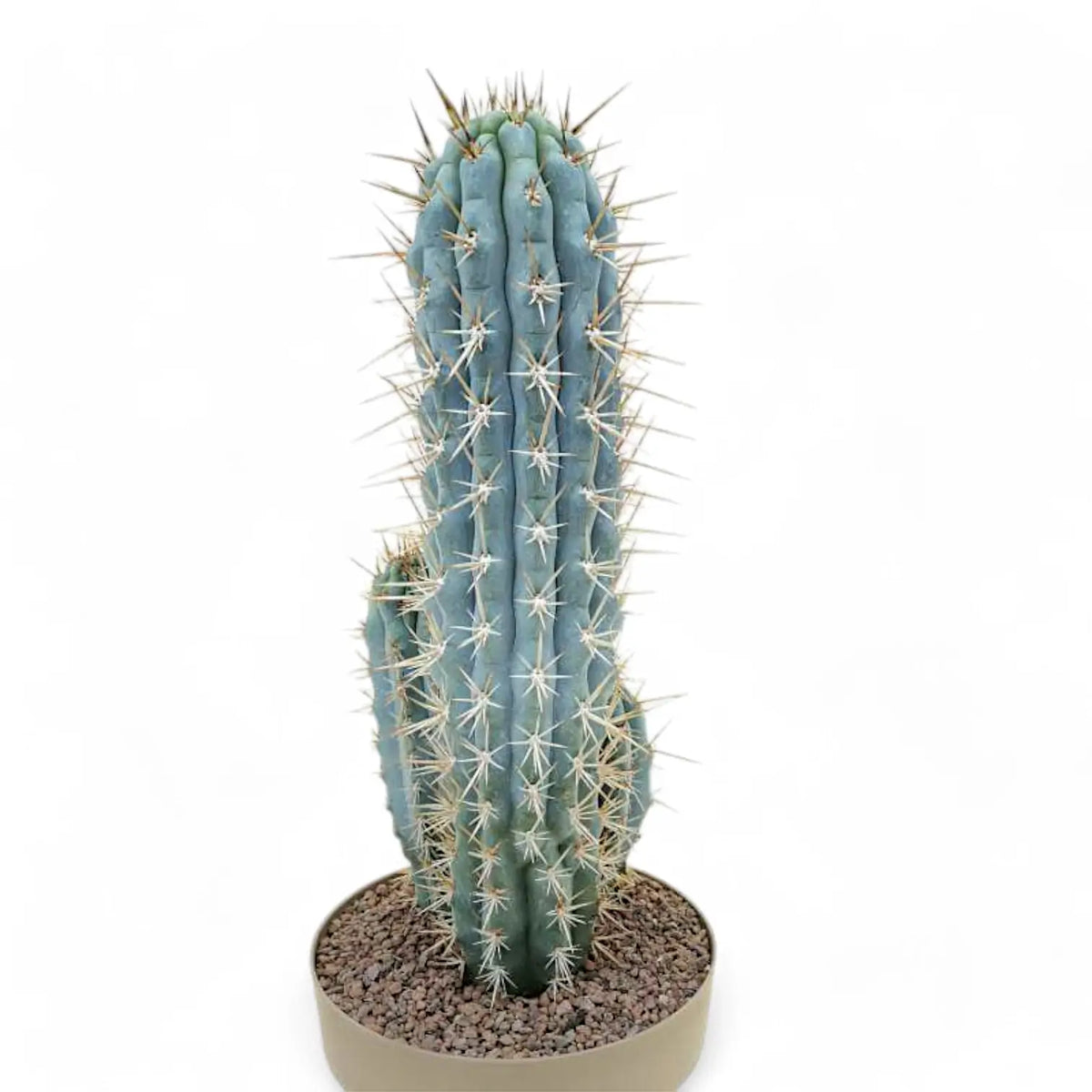 Browningia hertlingiana potted plant in nursery pot on white background.