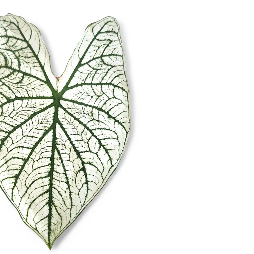 Caladium 'Candidum' leaf detail on white background.