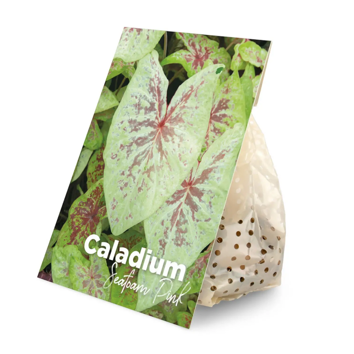 Caladium dormant bulbs (tubers) shown for planting.