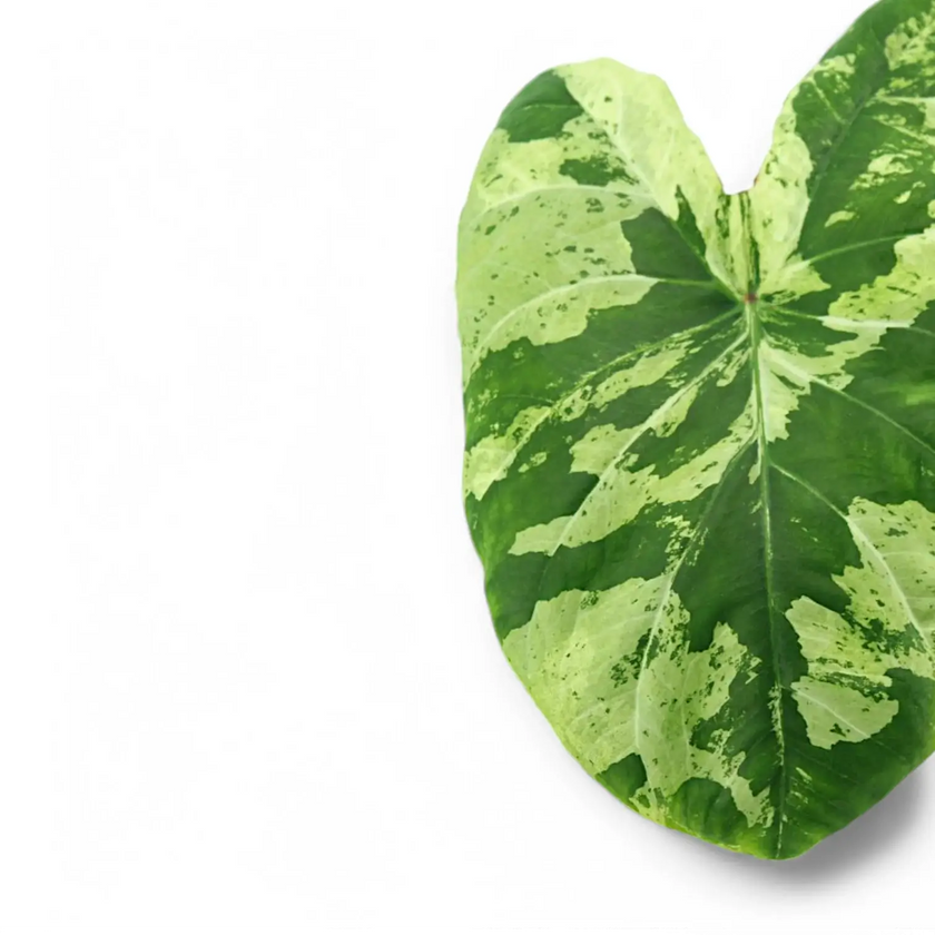 Caladium 'Frog in a Blender' close-up of leaf on white background.