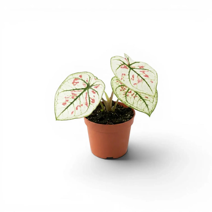 Caladium 'Kelly' plant in a nursery pot.
