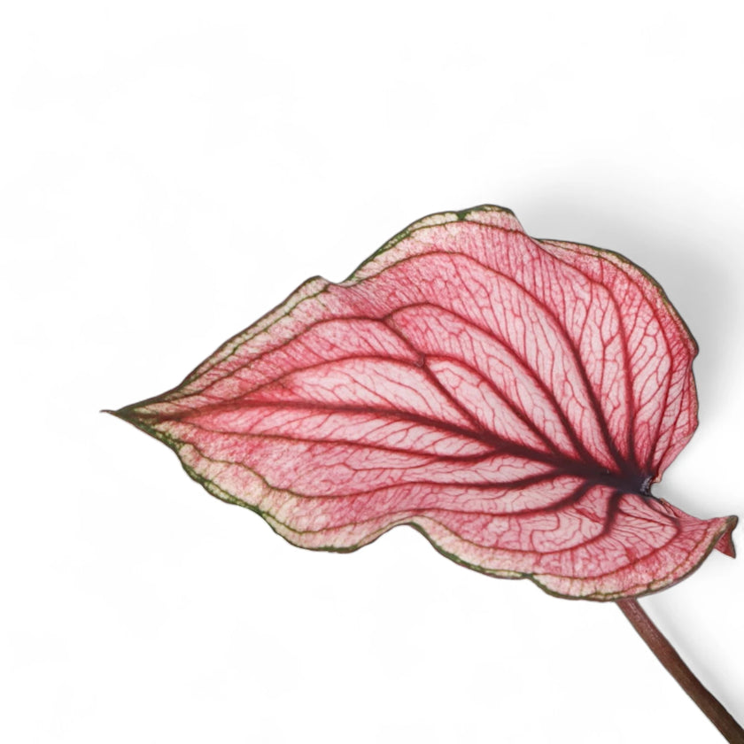 Caladium 'Lucia' close-up of leaf on white background.