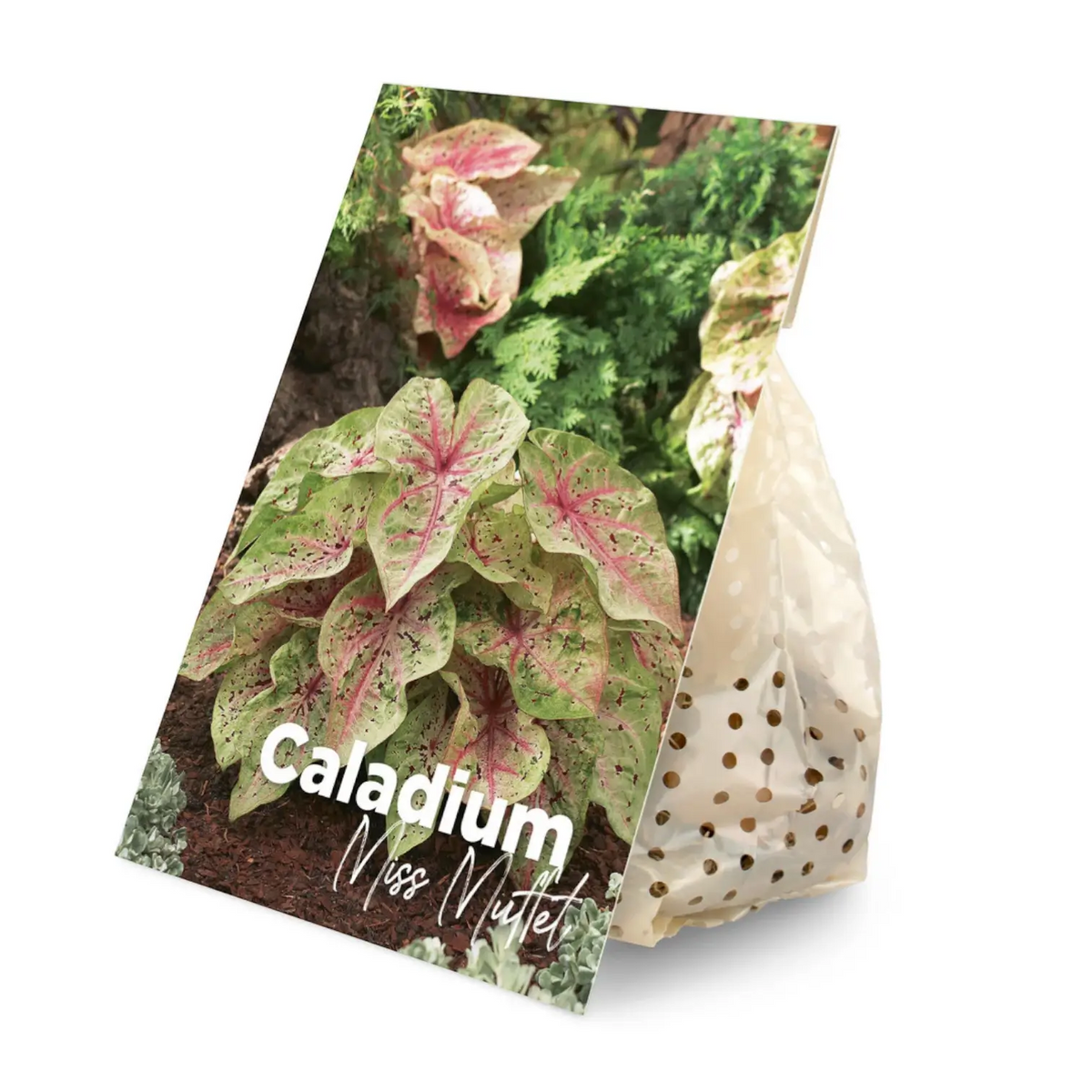 Caladium 'Miss Muffet' plant photo.