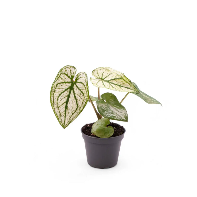 Caladium 'Pliage' potted plant in nursery pot on white background.