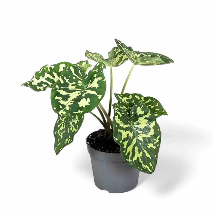 Caladium praetermissum ‘Hilo Beauty’ potted plant in nursery pot on white background.