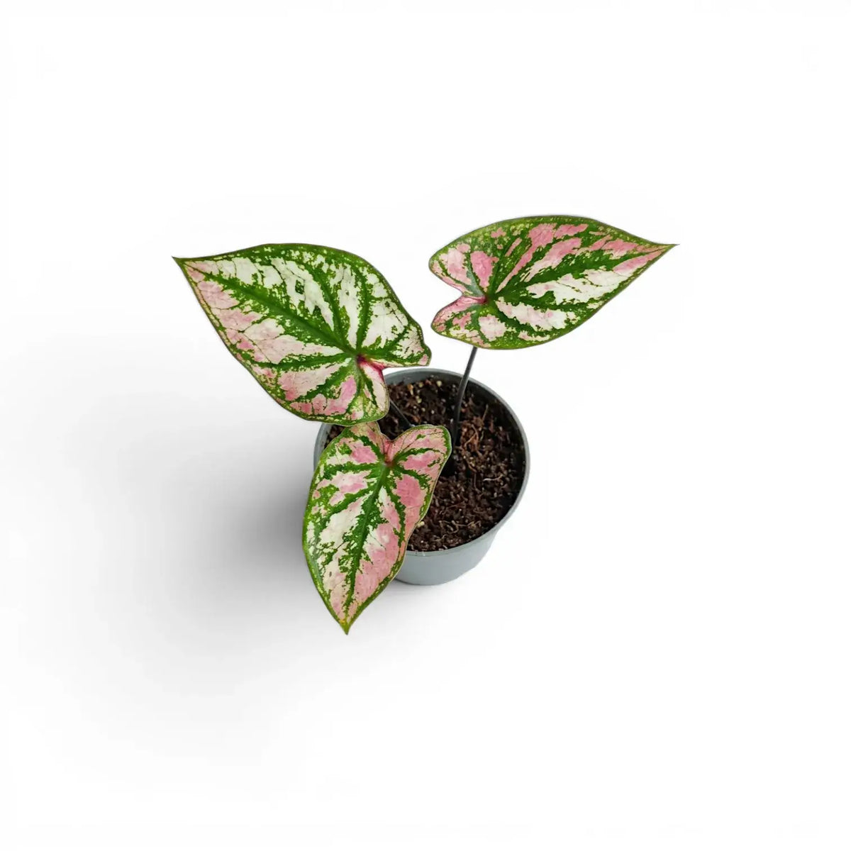 Caladium Purple Light baby plant in a nursery pot.