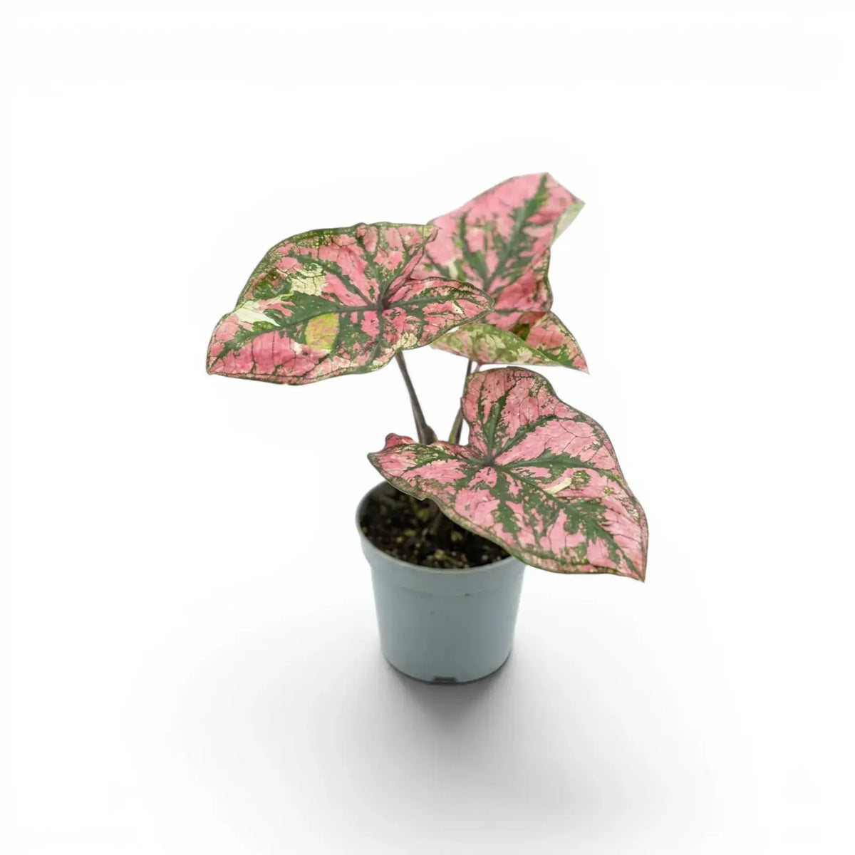 Caladium Purple Light baby plant in a nursery pot.