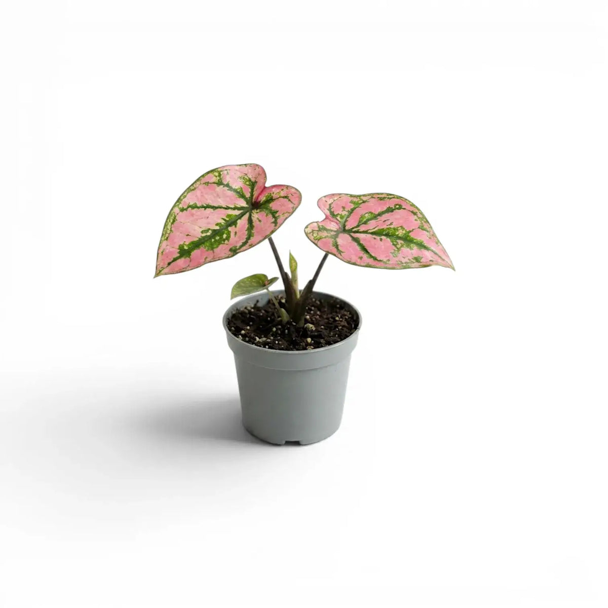 Caladium Purple Light baby plant in a nursery pot.