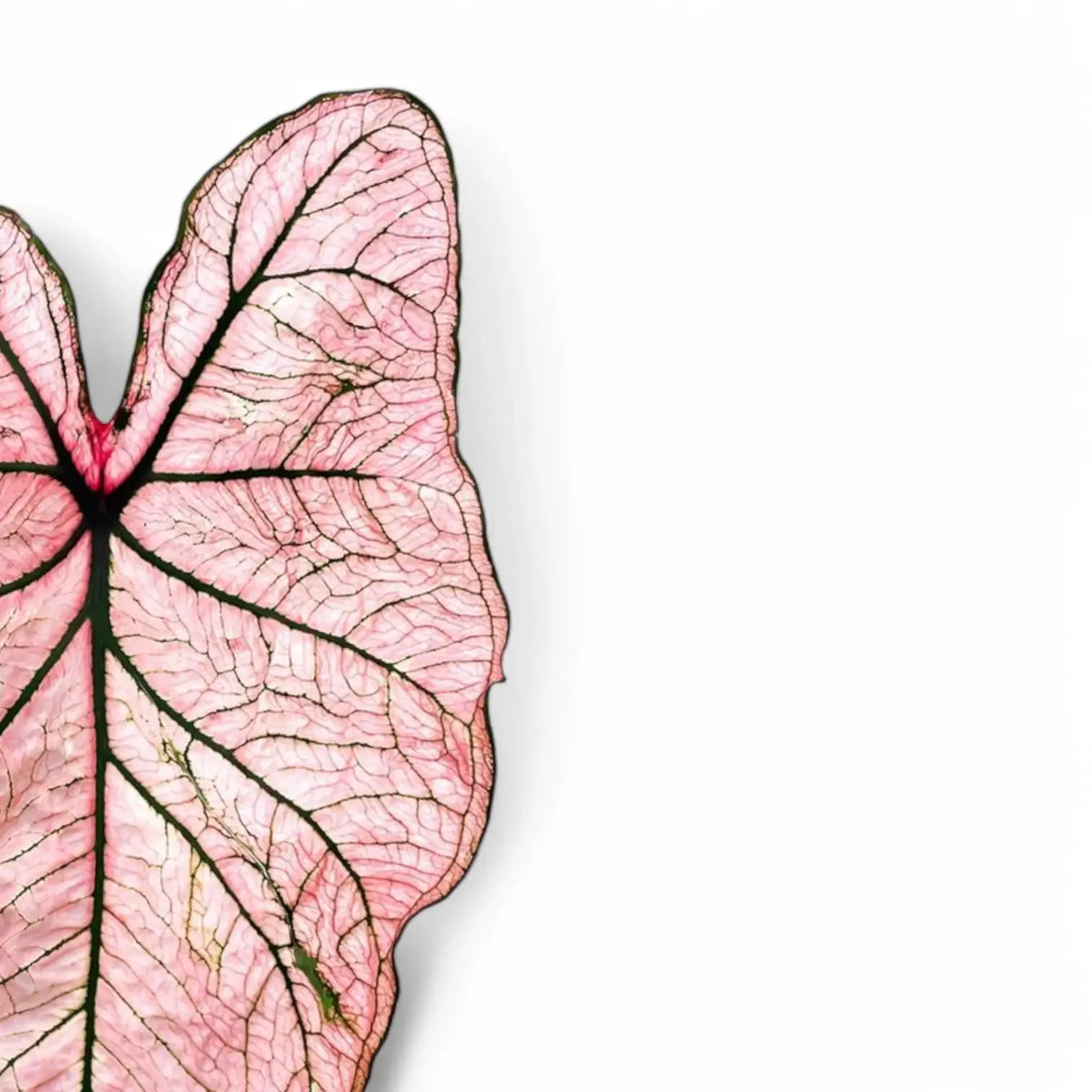 Caladium 'Spring Fling' leaf close-up on white background.