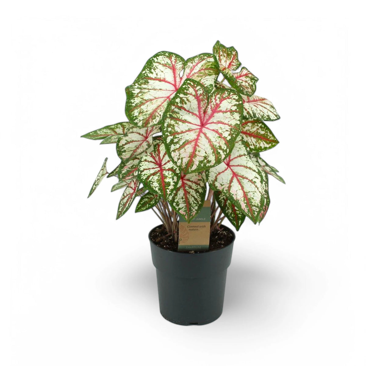 Caladium 'Tapestry' plant photo.