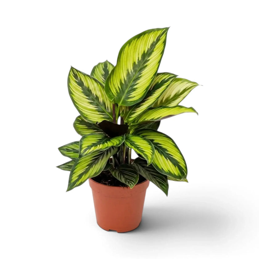 Full potted Calathea 'Beauty Star' with bright lime leaf markings and burgundy stems