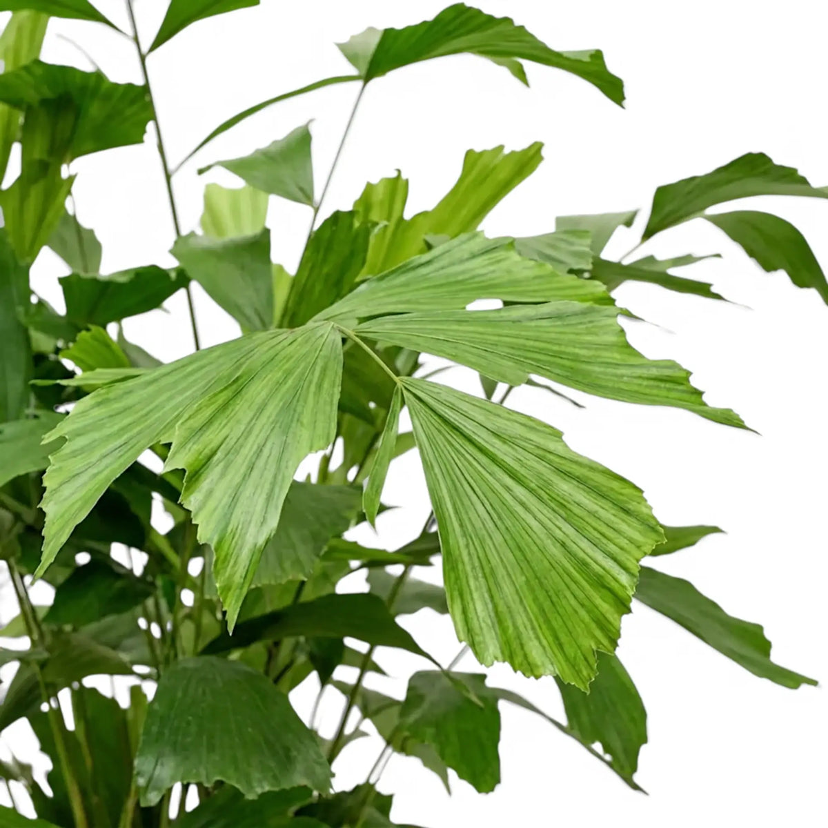Close-up of Caryota mitis fronds with broad, jagged-edged green leaflets