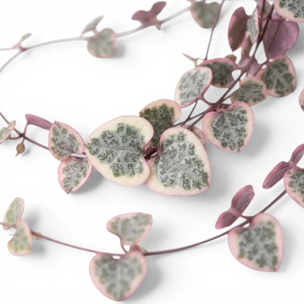 Variegated Ceropegia woodii, String of hearts foliage close-up with variegated heart-shaped leaves.