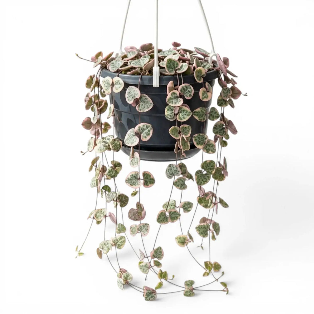 Variegated Ceropegia woodii, String of hearts plant in a nursery pot.