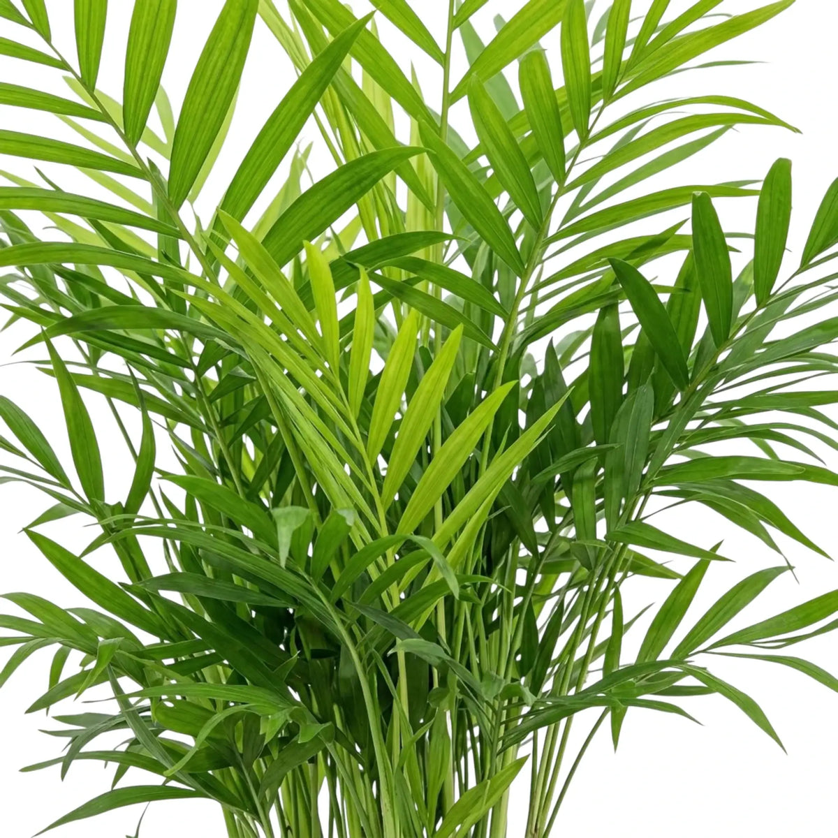 Dicht stehende Wedel von Chamaedorea elegans mit feinen grünen Fiederblättchen an zarten Stielen