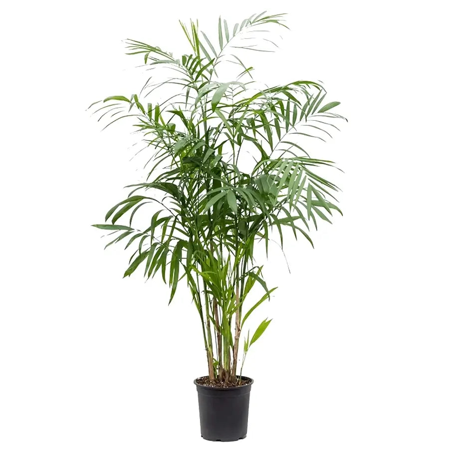 Chamaedorea seifrizii potted plant in nursery pot on white background.