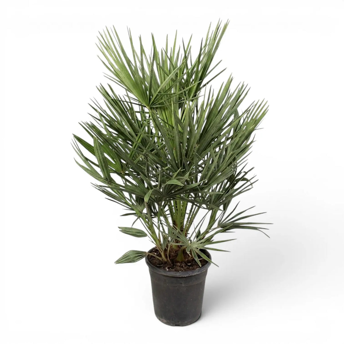 Chamaerops humilis European fan palm extra large plant in a nursery pot.