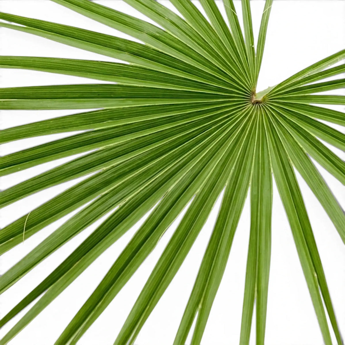 Chamaerops humilis European fan palm foliage close-up with fan-shaped fronds.
