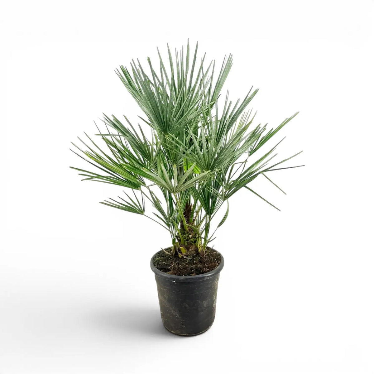 Chamaerops humilis European fan palm large plant in a nursery pot.