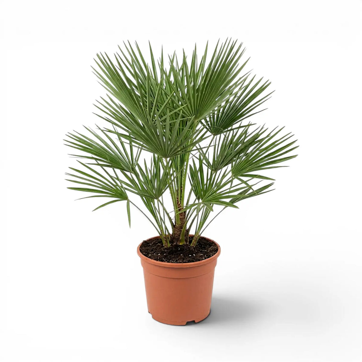 Chamaerops humilis European fan palm large plant in a nursery pot.