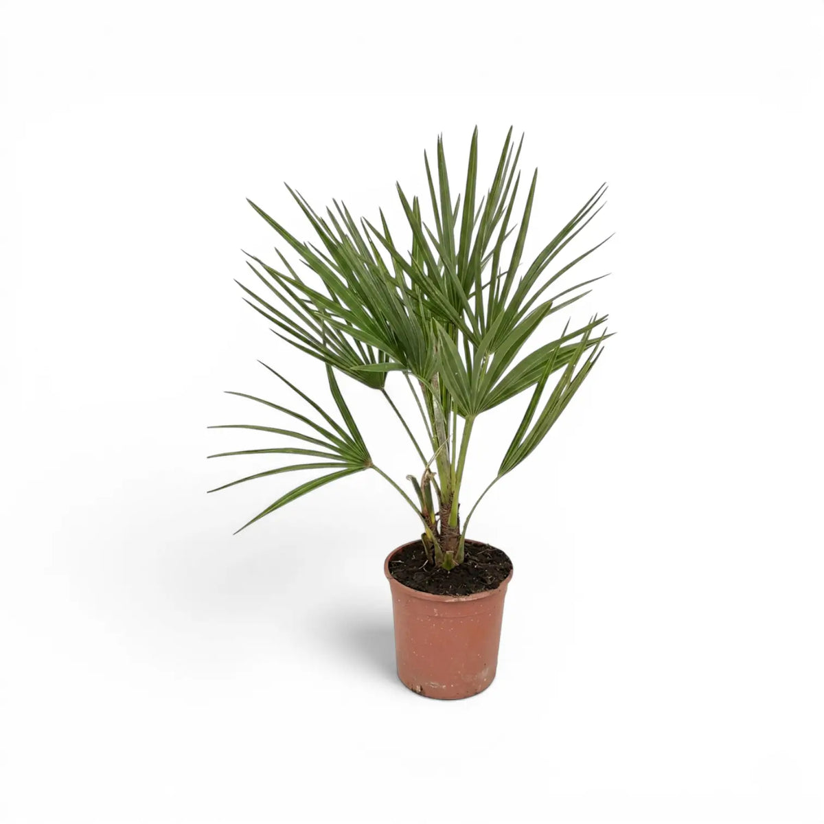 Chamaerops humilis European fan palm medium plant in a nursery pot.