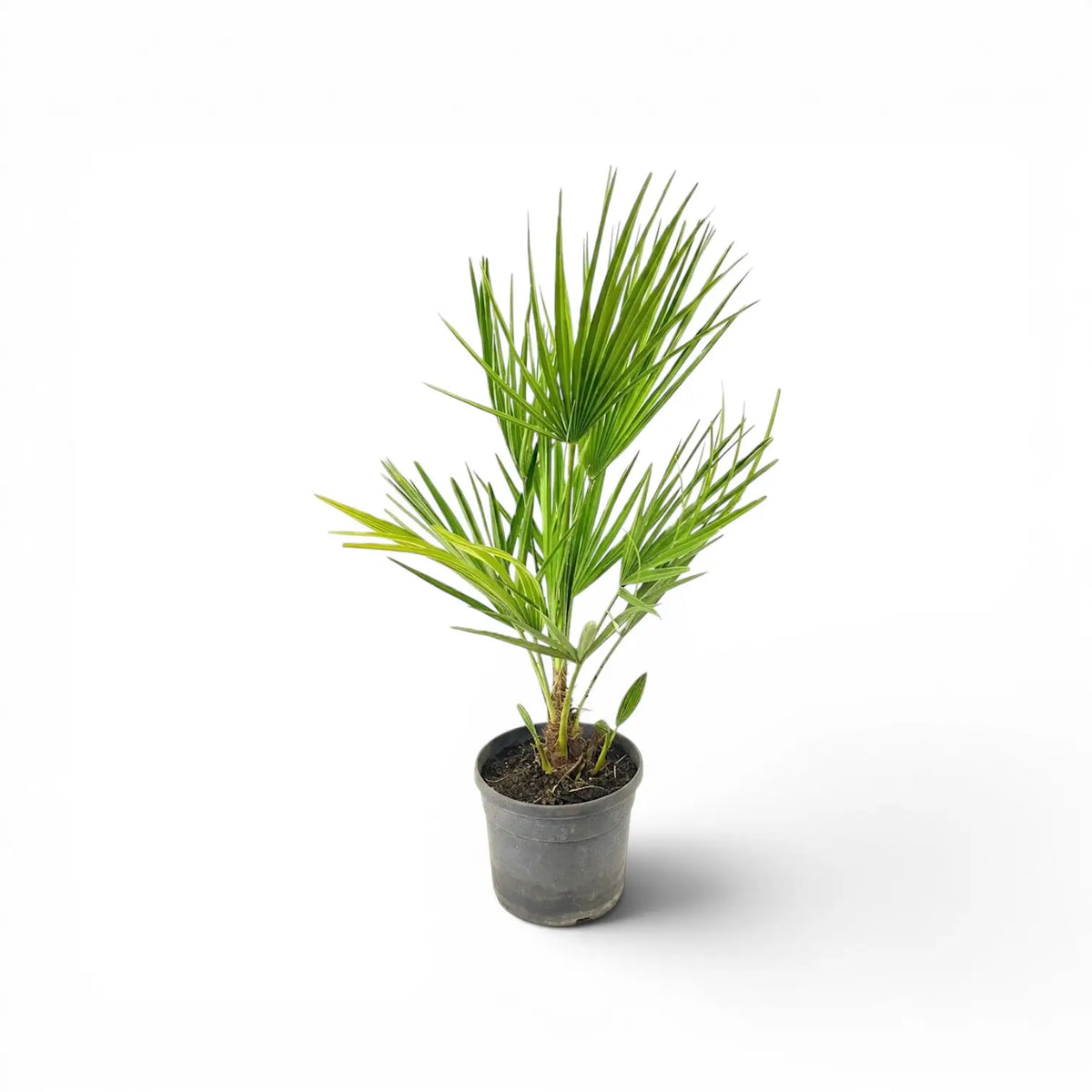 Chamaerops humilis European fan palm medium plant in a nursery pot.