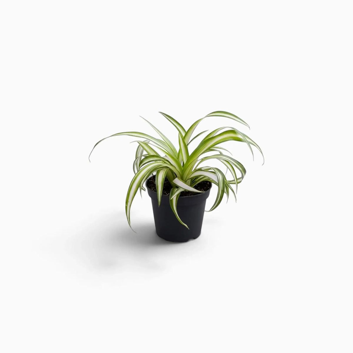 Chlorophytum comosum ‘Variegatum’ – Jungpflanze mit grünen Blättern und weißen Blatträndern