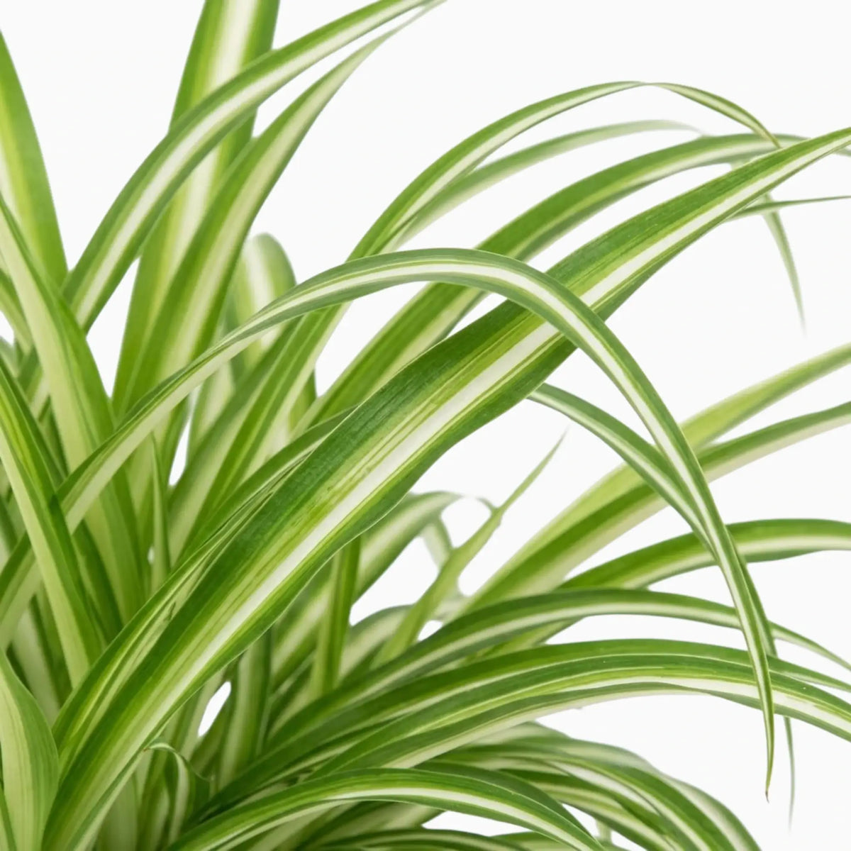 Chlorophytum comosum ‘Variegatum’ – Nahaufnahme grüner Blätter mit weißen Blatträndern
