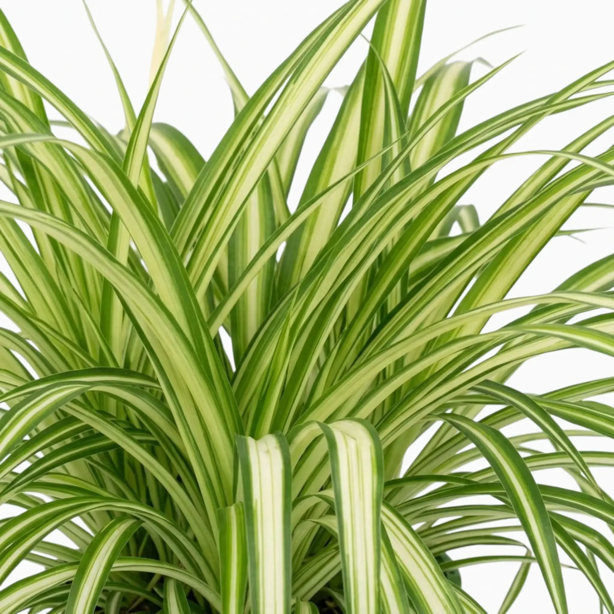 Chlorophytum comosum ‘Variegatum’ – Nahaufnahme grüner Blätter mit weißen Blatträndern