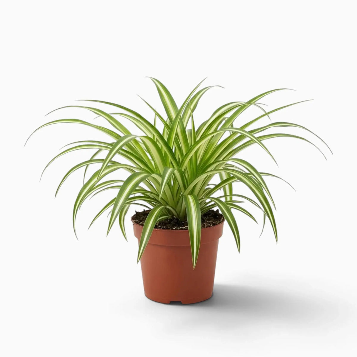 Chlorophytum comosum ‘Variegatum’ – mittelgroße Pflanze mit grünen Blättern und weißen Blatträndern