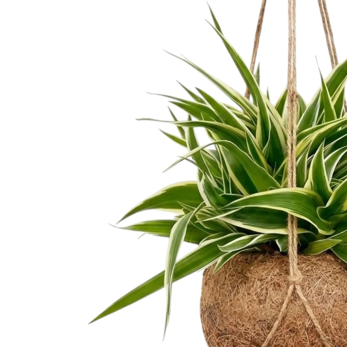 Chlorophytum 'Ocean' with white-edged green leaves above a hanging coconut-fibre planter